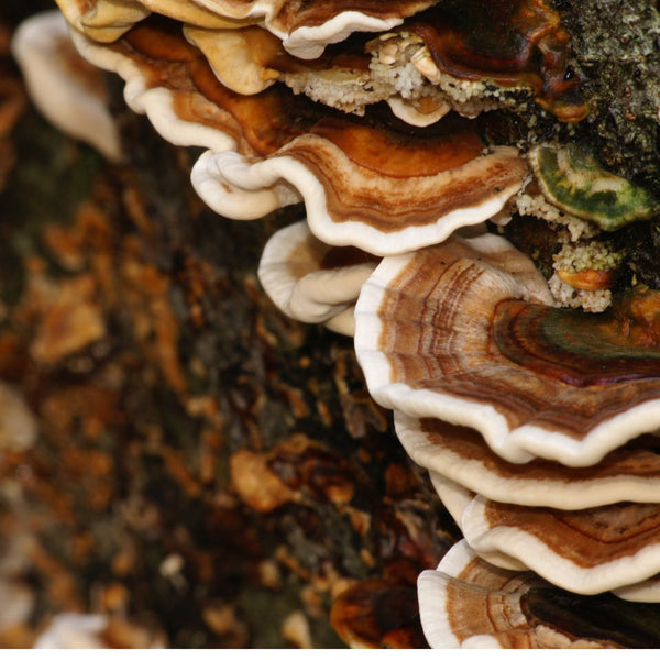 Adaptogens for Natural Stress Relief